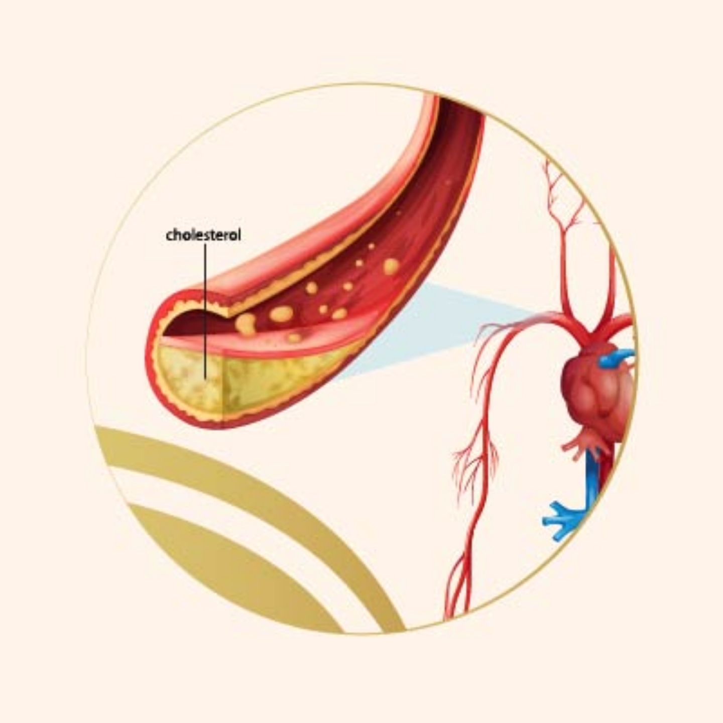 Picture for category Cholesterol and Triglycerides